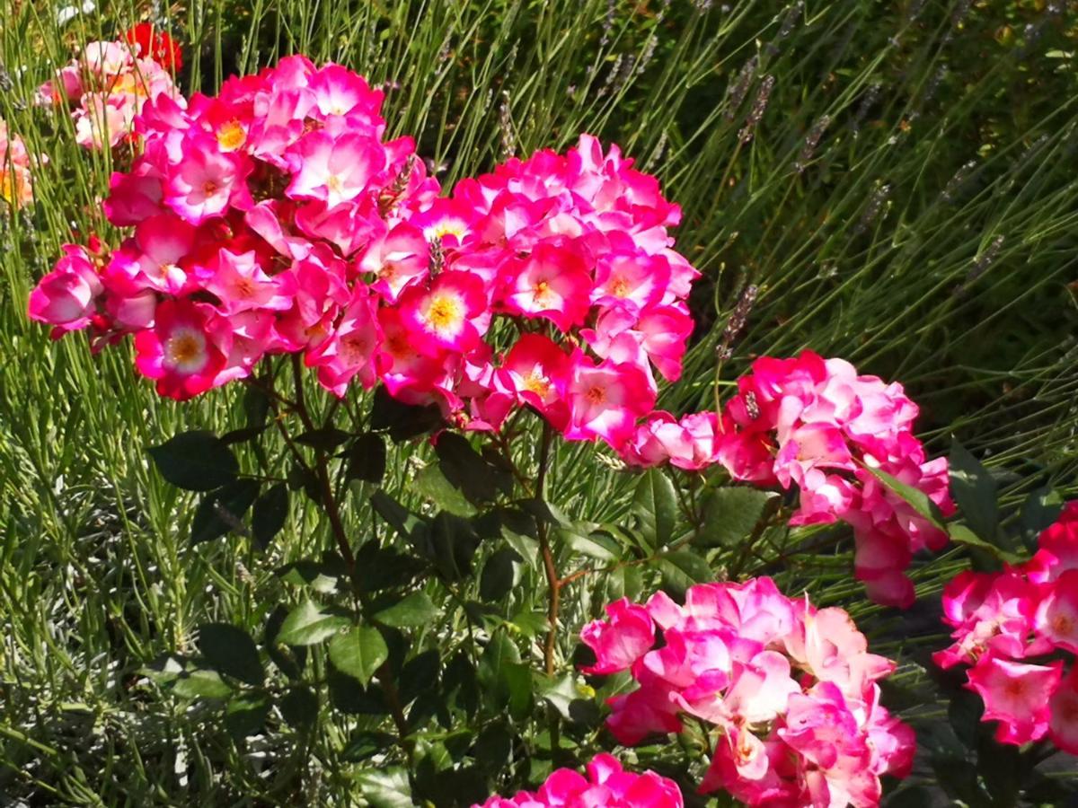 מונטאיונה Agriturismo I Colli מראה חיצוני תמונה
